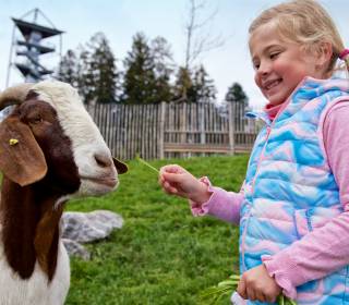 Kind füttert Ziege