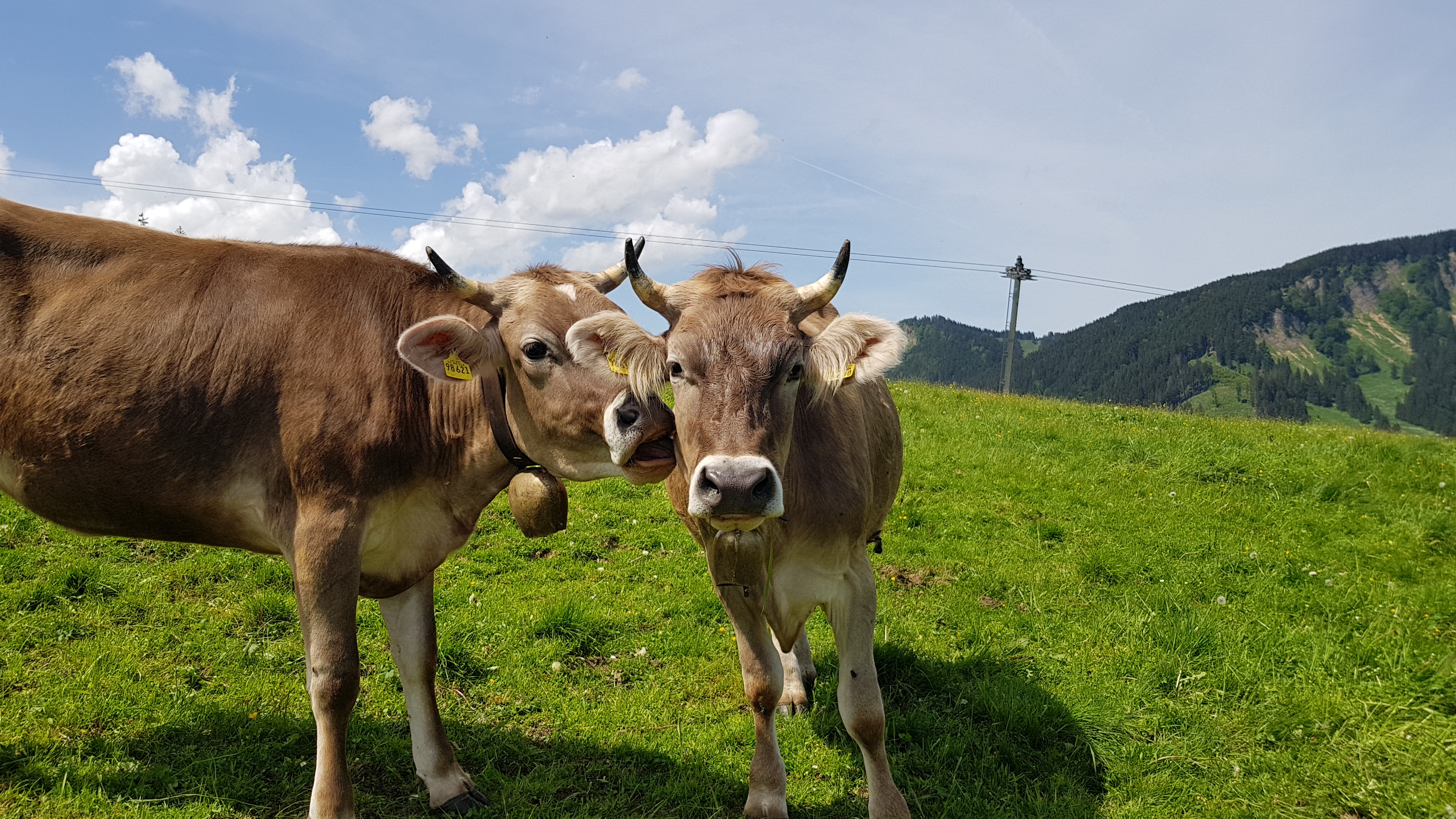 Zwei Bergkühe auf der Alm im Allgäu